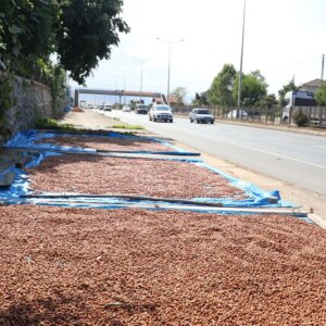 karadenizde kaldirimlarda findik kurutma mesaisi basladi J7mMsPkN