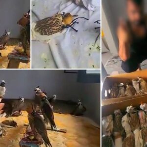 sosyal medyada gundem olmuslardi kus cetesine silivride baskin 8I8MDOHC