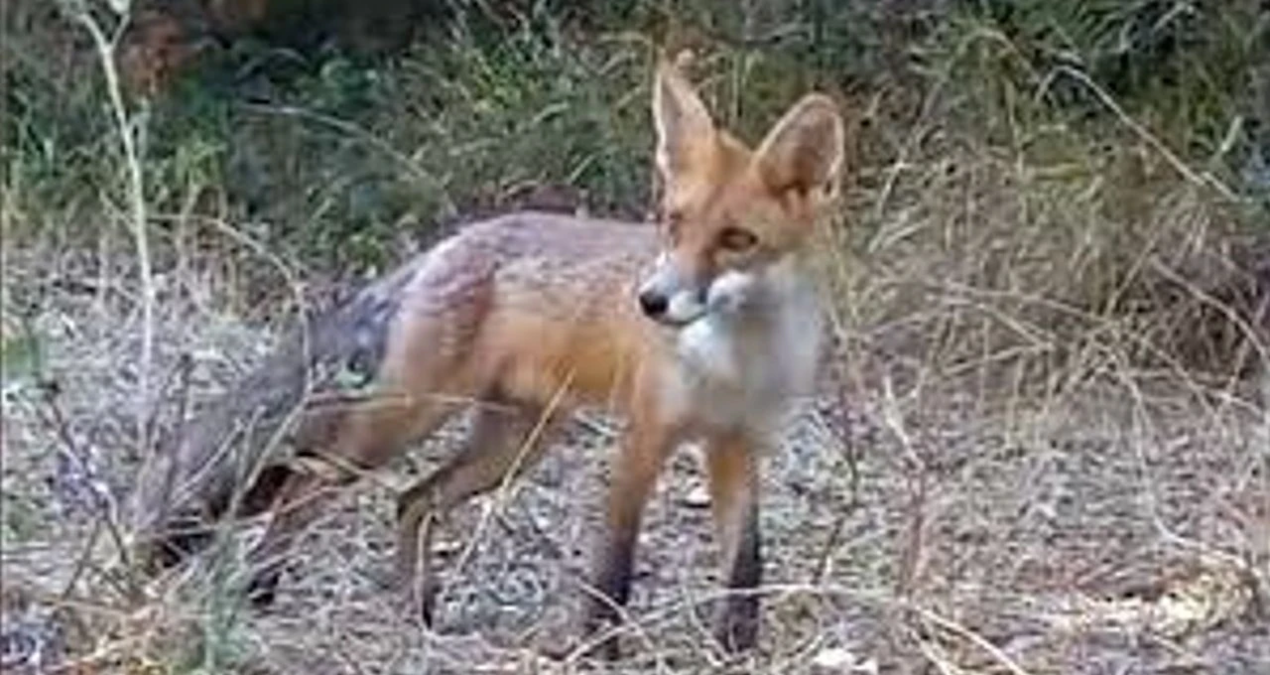 tekirdagda yiyecek arayan tilki kameraya takildi TTnqGfMT