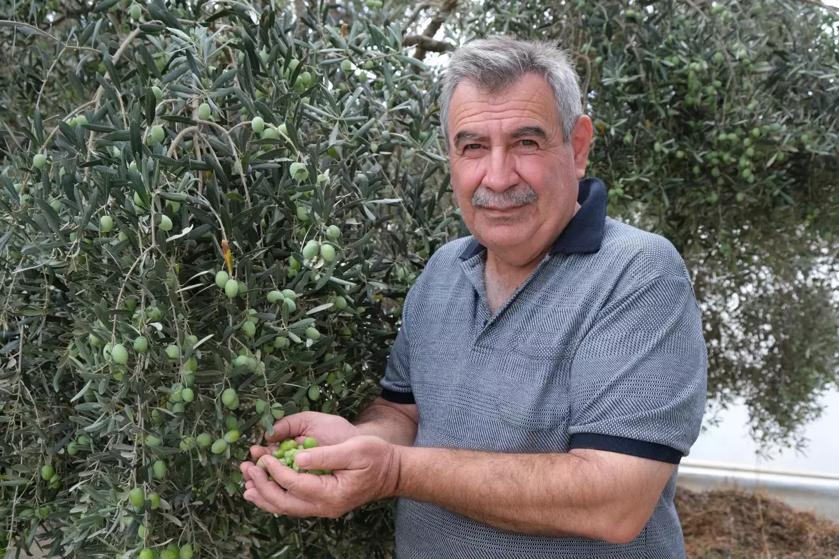 alanyada zeytin hasadi basladi rekolte yuzde 40 d dustu f5B2G7Xe.jpg