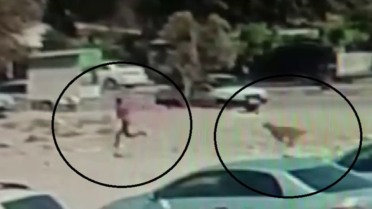 hatayda basibos kopekler kucuk cocuga korku dolu anlar yasatti uyaNH6Rz.jpg