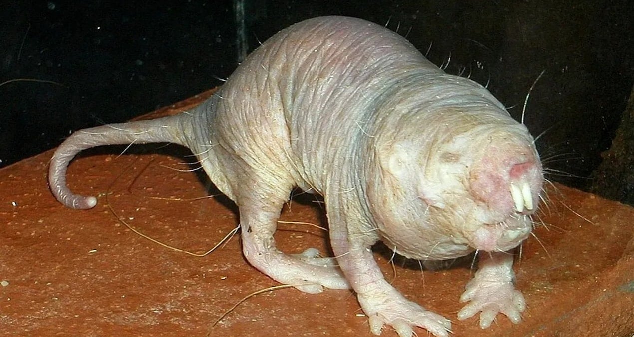 uzun yasamanin sirri farede ortaya cikti QFzJLQEq.jpg