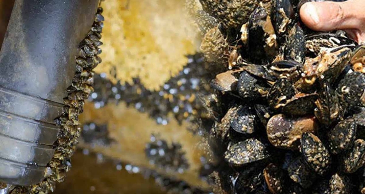 Tırnak Ucu Kadar Midye, Şehirleri Susuz Bırakabilir: Çözüm Bulana 200 Bin Dolar Ödül